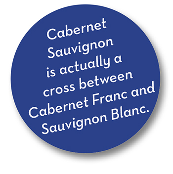 Cabernet is Cabernet Franc and Sauvignon Blanc