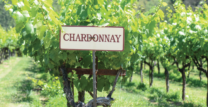 Chardonnay Vineyard